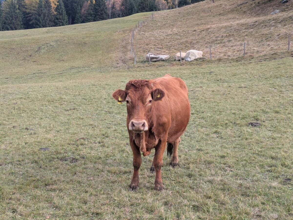 BIO Mutterkuh Limousin samt Kalb 3