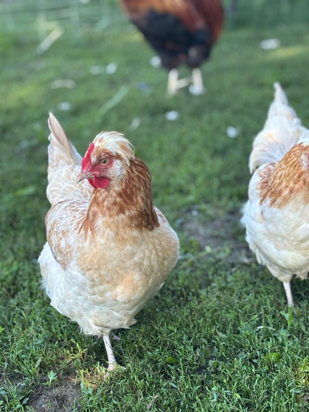 Sulmtaler Bruteier 2