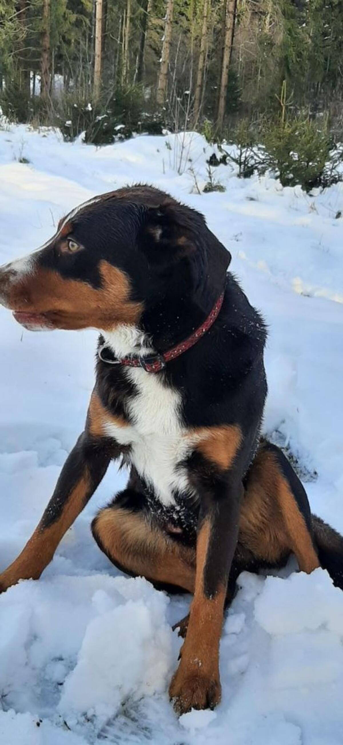 Appenzeller Sennenhund Deckrüde Maui 3