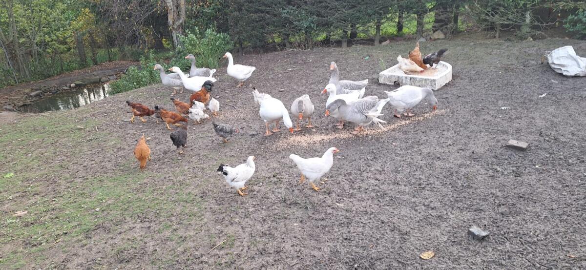 Geflügel zu verkaufen 1