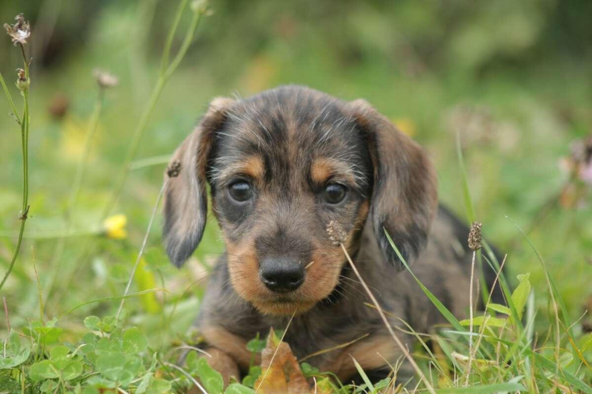 Rauhaardackel Welpen (Rüden) suchen ihren Lebensplatz 2