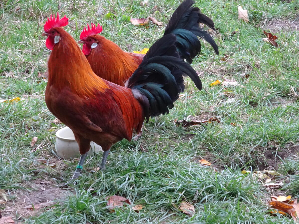 FRIESENHUHN gold-schwarzgeflockt 1