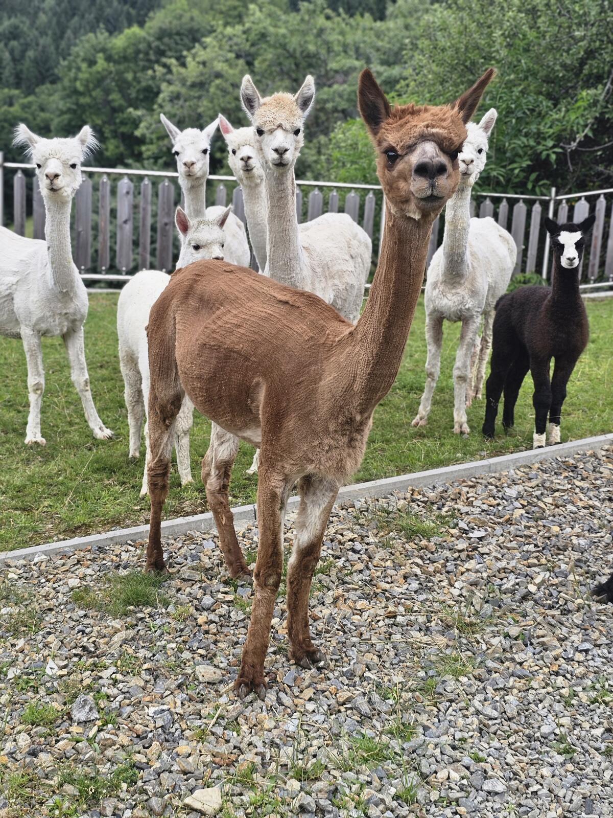Rabenwald Alpaka, Stute, Hengst, Wallach, Fohlen und Cria 3