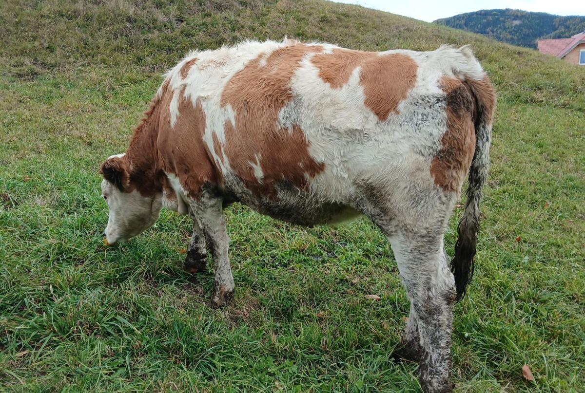 Bio Kalbin hochträchtig 1