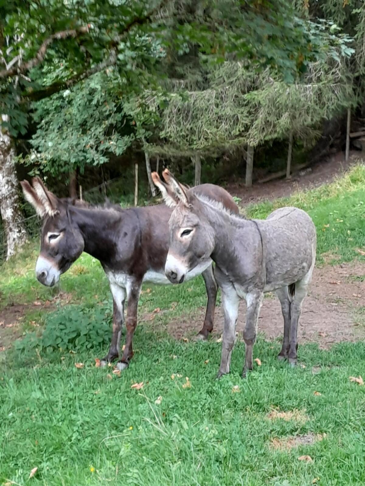 Eselstute Martha mit Fohlen Mali 2