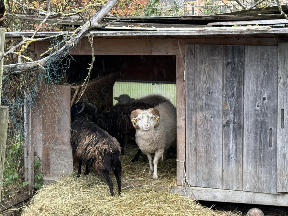Quessant Bock mit drei Weibchen 2