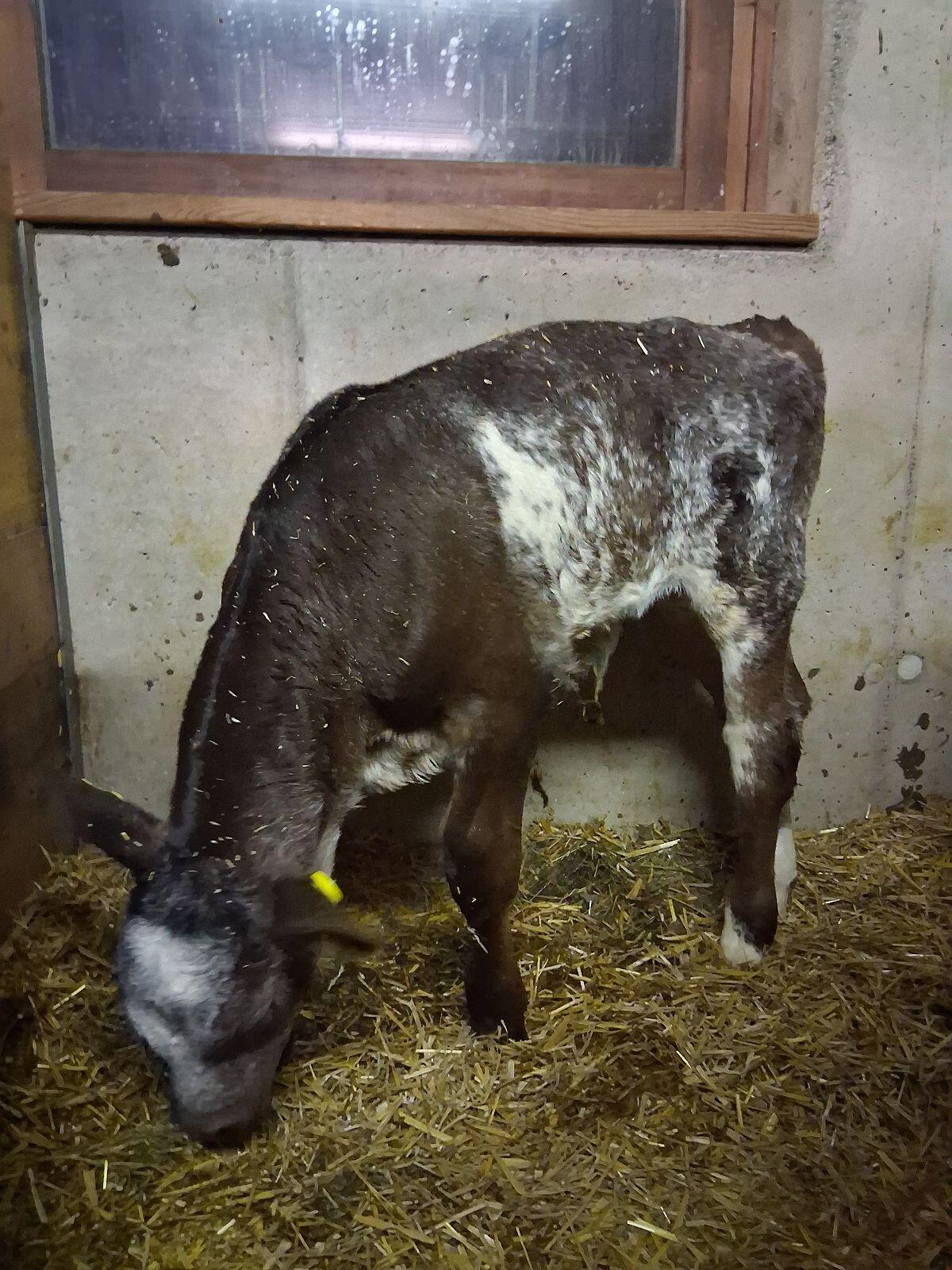 BVxWBB Stierkalb Bio 2