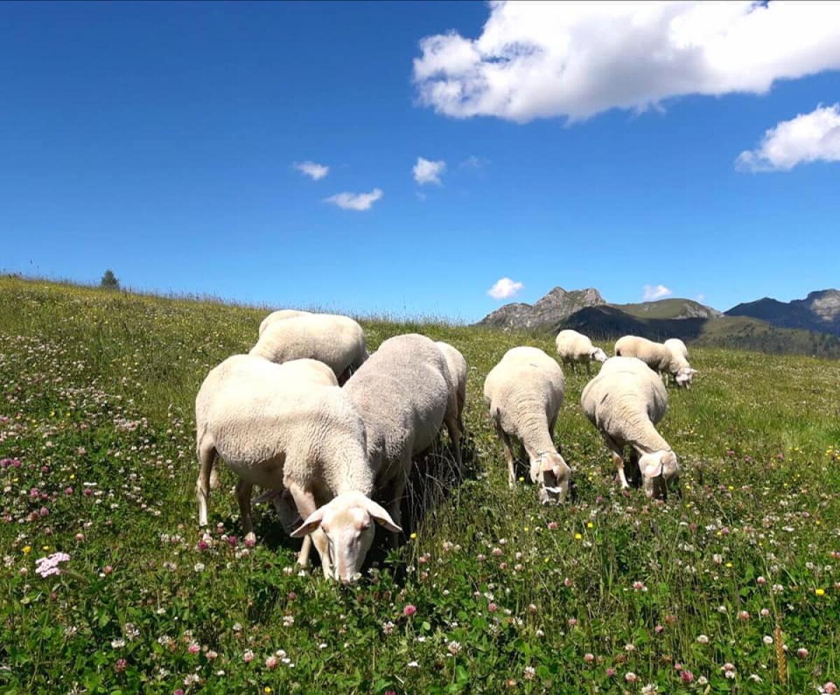 Verkaufe Lacaune Milchschafe als Mutterschafe 2