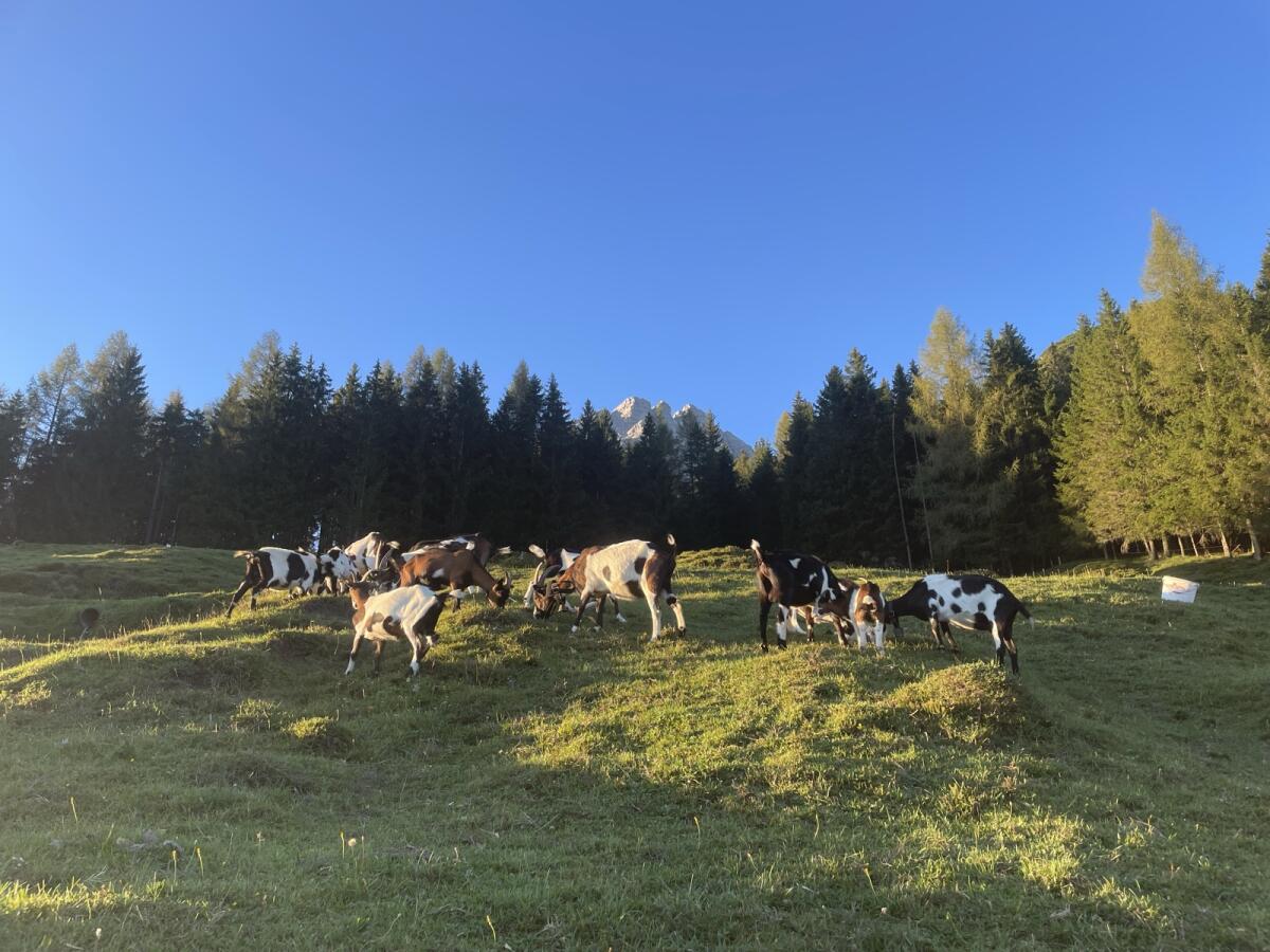 Tauernscheckenziegen zu verkaufen 1