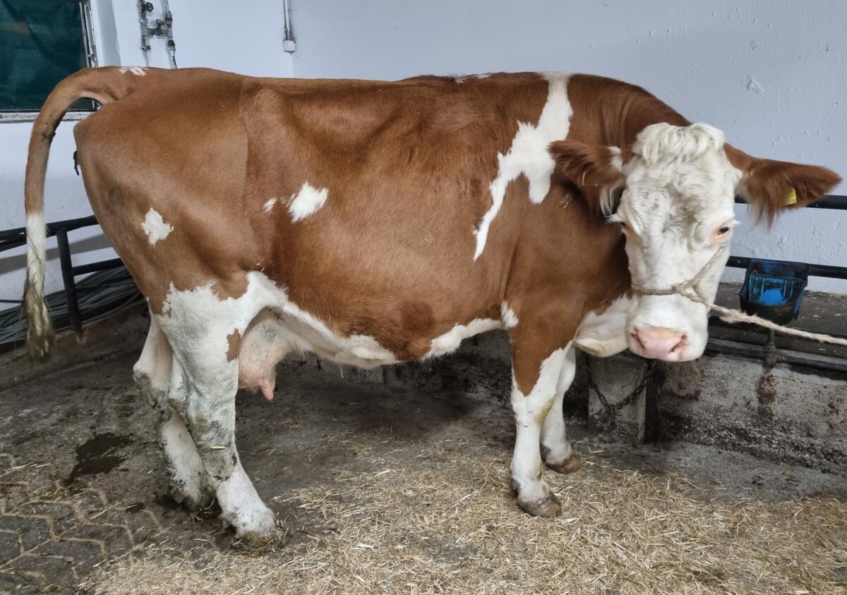 Trächtige Fleckviehkuh zu verkaufen 1