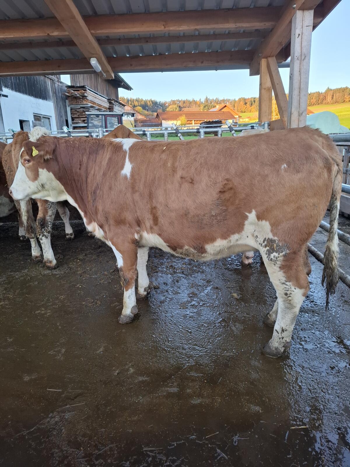 Verkaufe trächtige Fleckviehkalbin 1