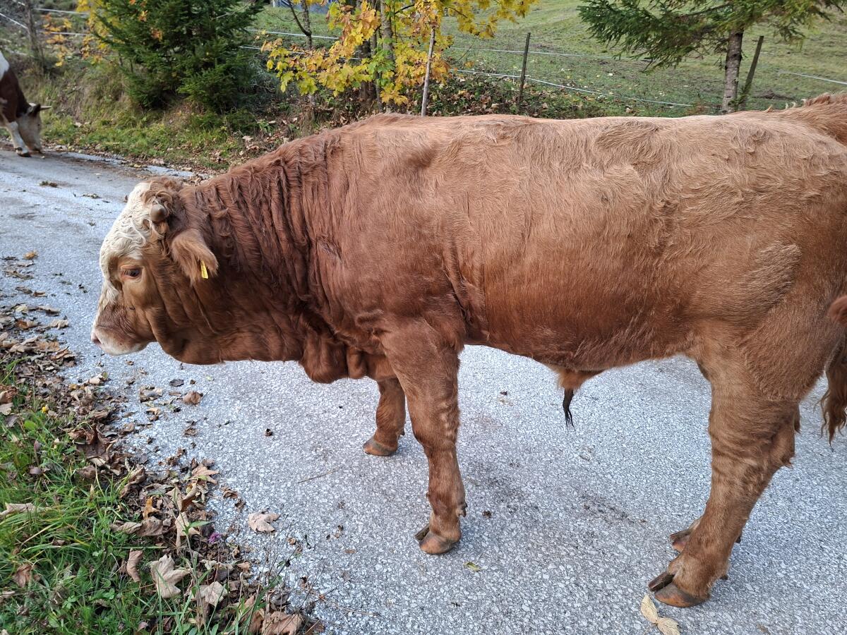 Bio-Einsteller/Fresser 2