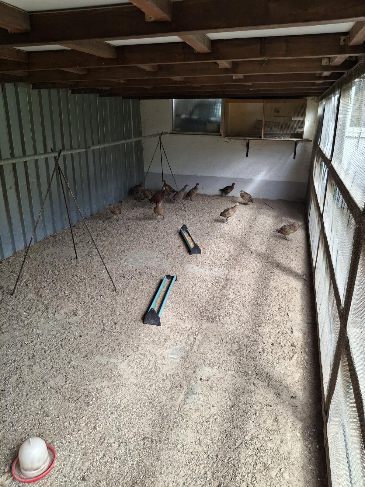 Jagdfasane von 2025 1