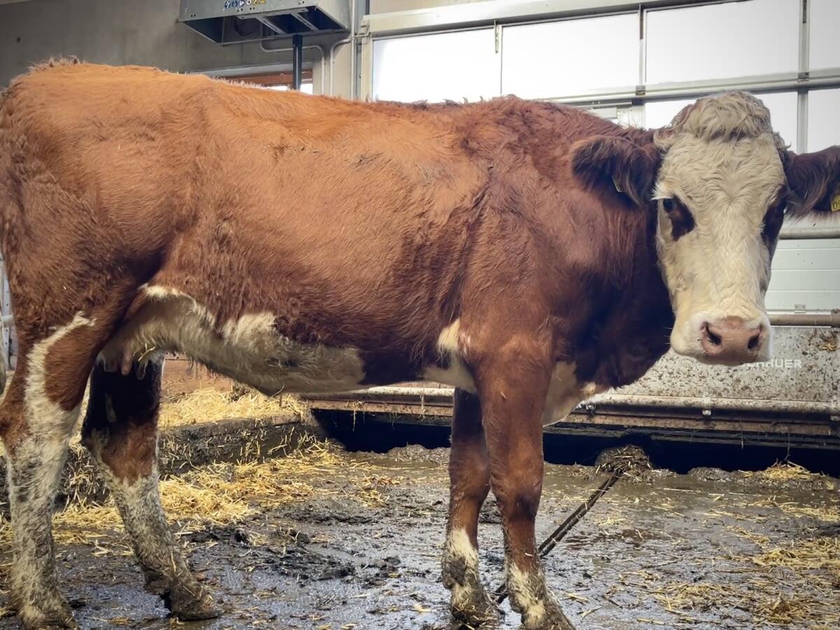Bio-Fleckvieh - Erstlingskuh gen. hornlos 2