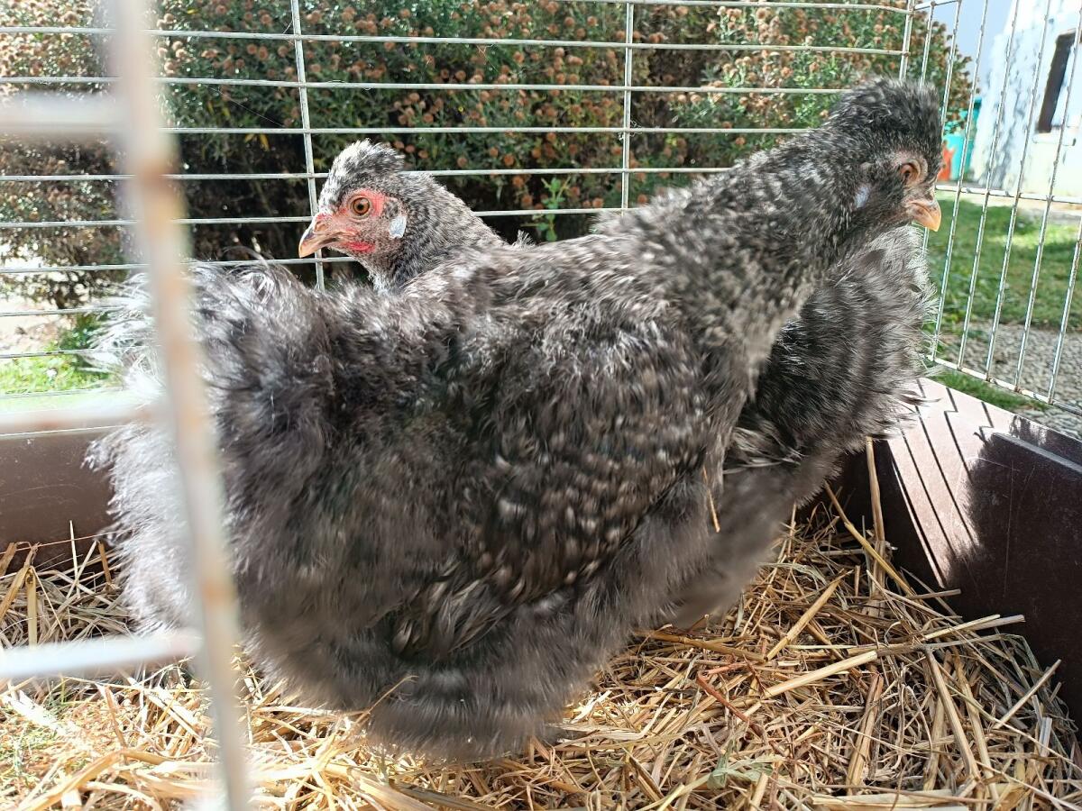 Seidenhuhn (1 Hahn und 2 Hennen) 2