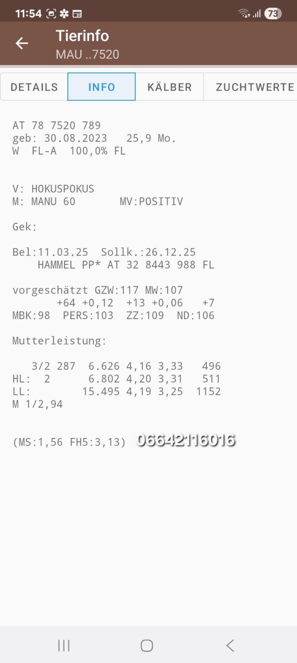 Bio Kalbin hochträchtig 3