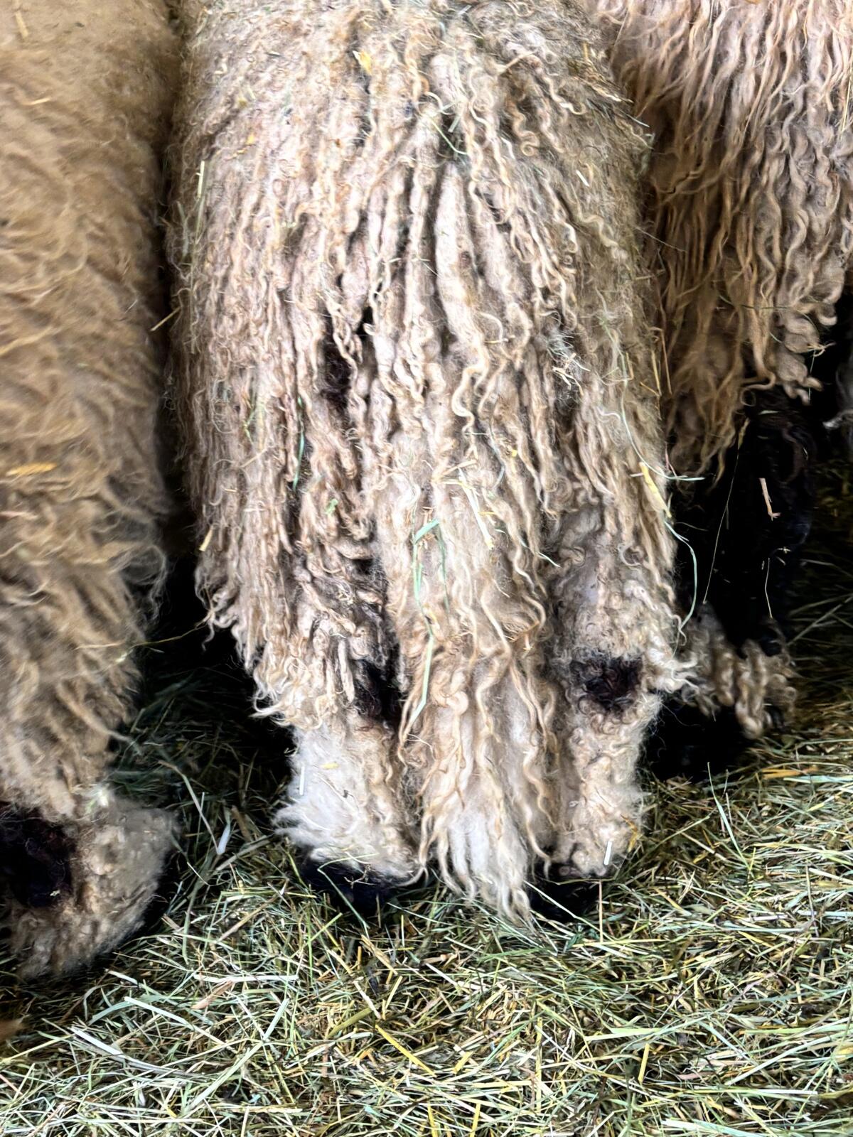 BIO Walliser Schwarznasen Mädchen 2
