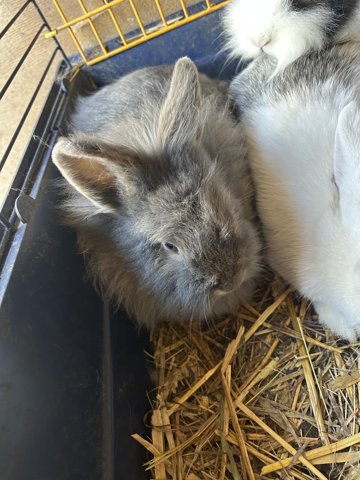 Kaninchen zu verkaufen 3