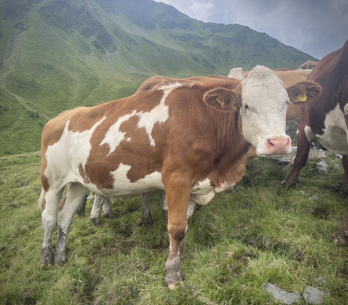 Bio-Fleckvieh-Kalbin (gen. hornlos >36M) 1