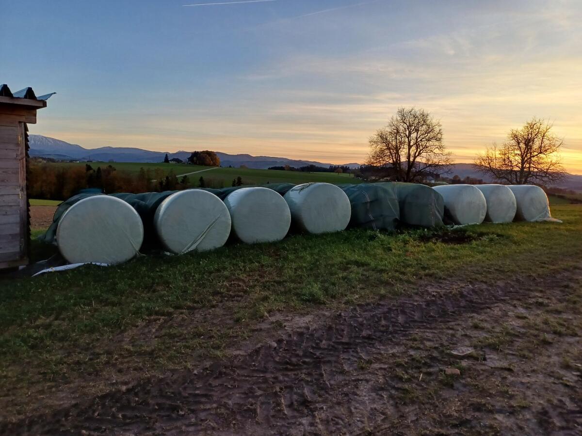 Verkaufe Maissilageballen 2