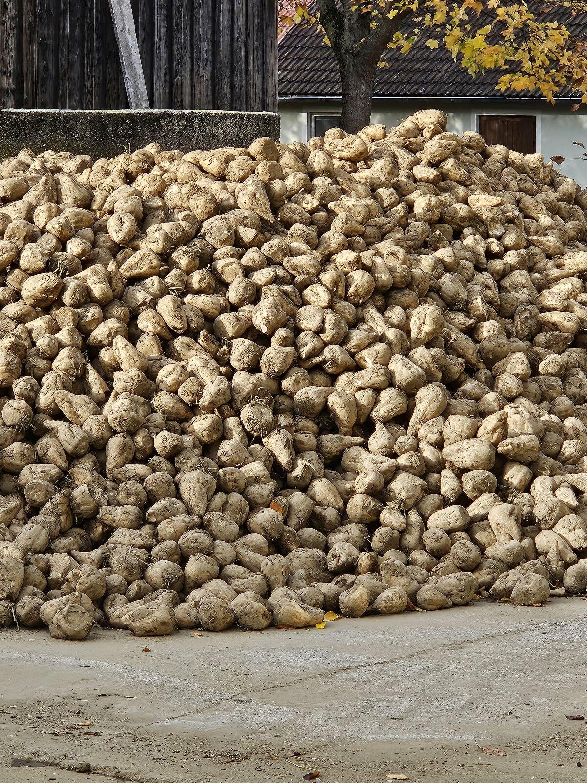 Verkaufe Zuckerrüben 1