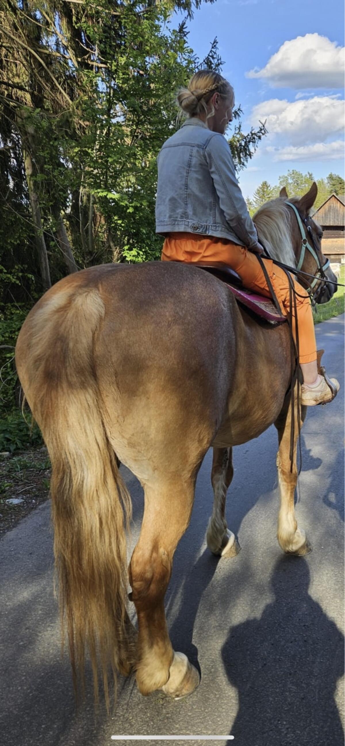 Kaltblutstute zu verkaufen 3