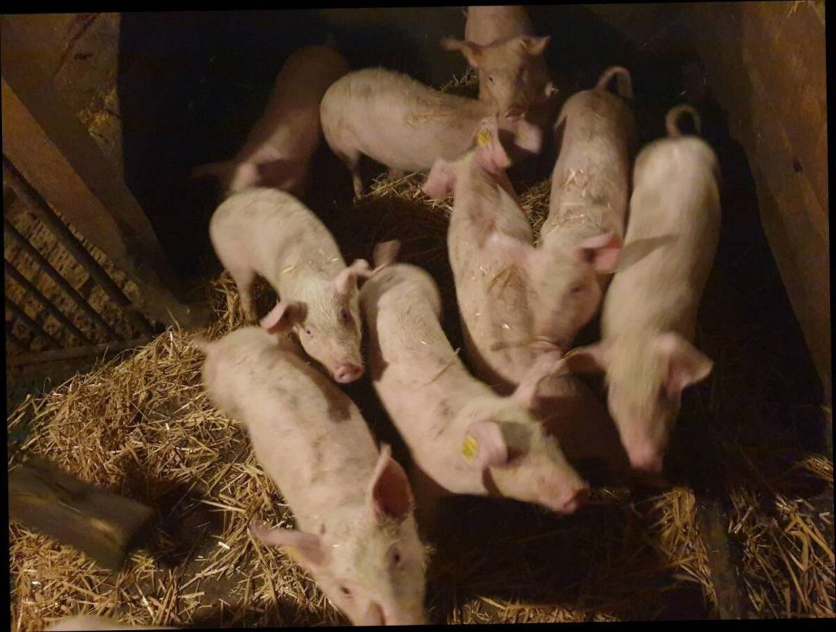 Ferkel, Spanferkel 1