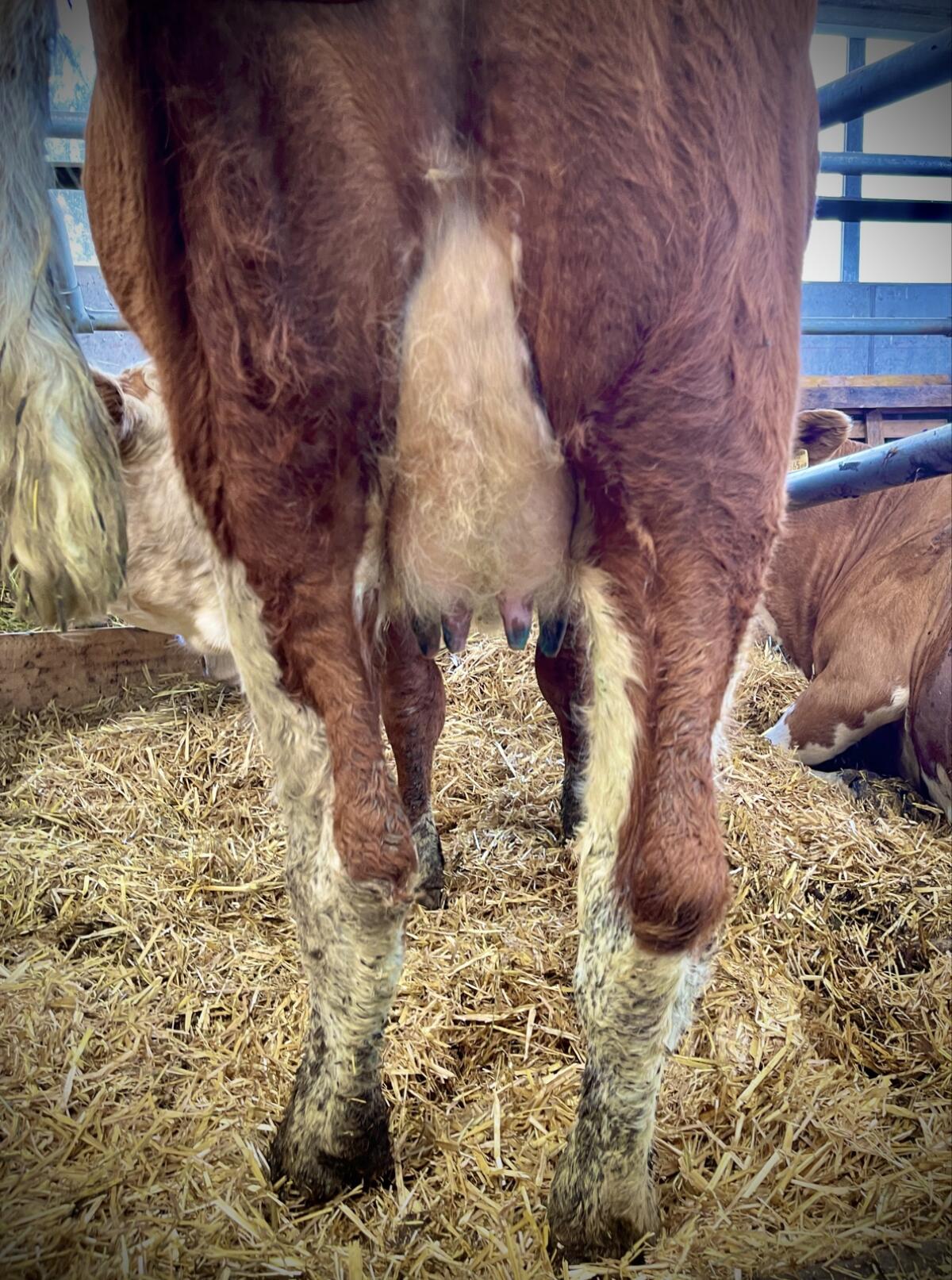 Bio-Fleckvieh - Erstlingskuh gen. hornlos 3