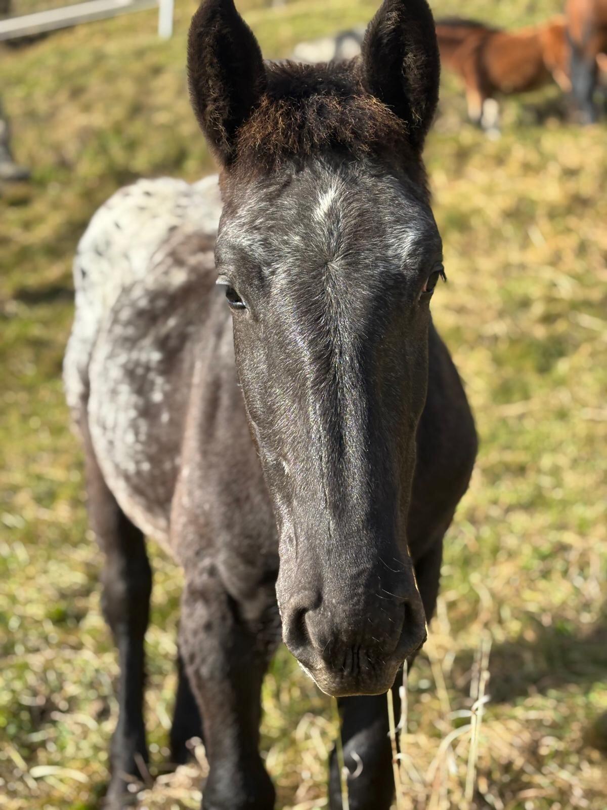 Wir suchen eine Landwirtschaft zur Pacht oder Leibrente 1
