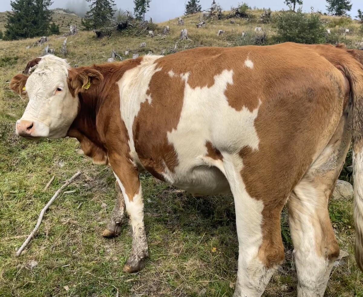 Bio-Fleckvieh-Kalbin (gen. hornlos >36M) 3