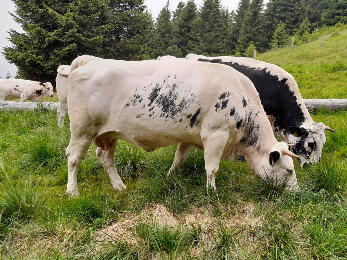 Weibliche Pustertaler Sprinzen Zuchttiere abzugeben 1