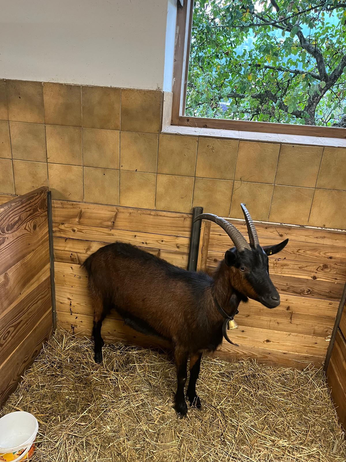 Reine Pinzgauer Ziege 3