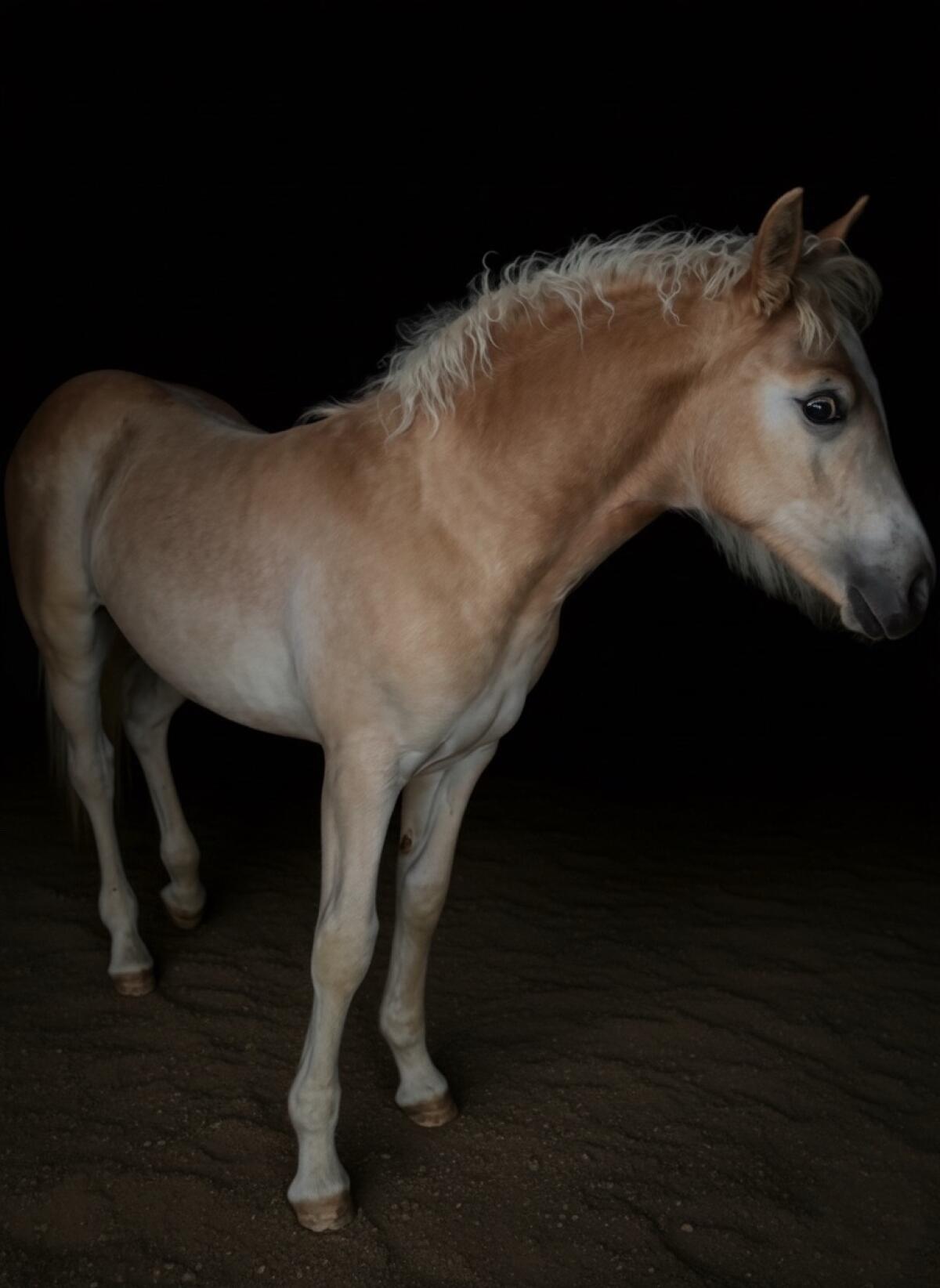 Tolles Haflinger Stutfohlen nach Ariat/Amadeus 2