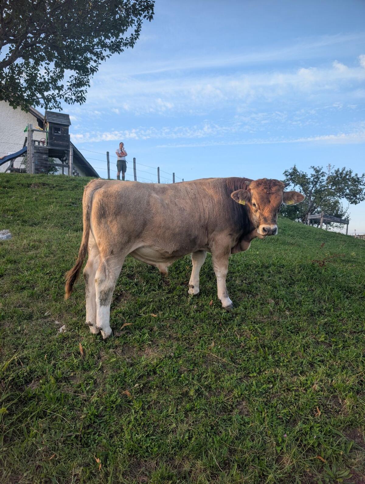 Murbodner Stier, geb. 6.1.25, weidegängig, Bio 1