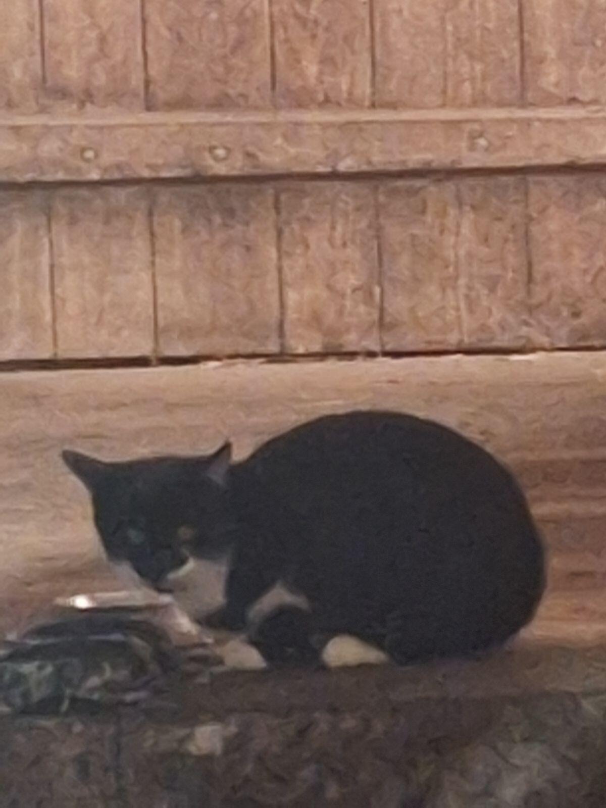 Baby Katzen zum Verschenken 2