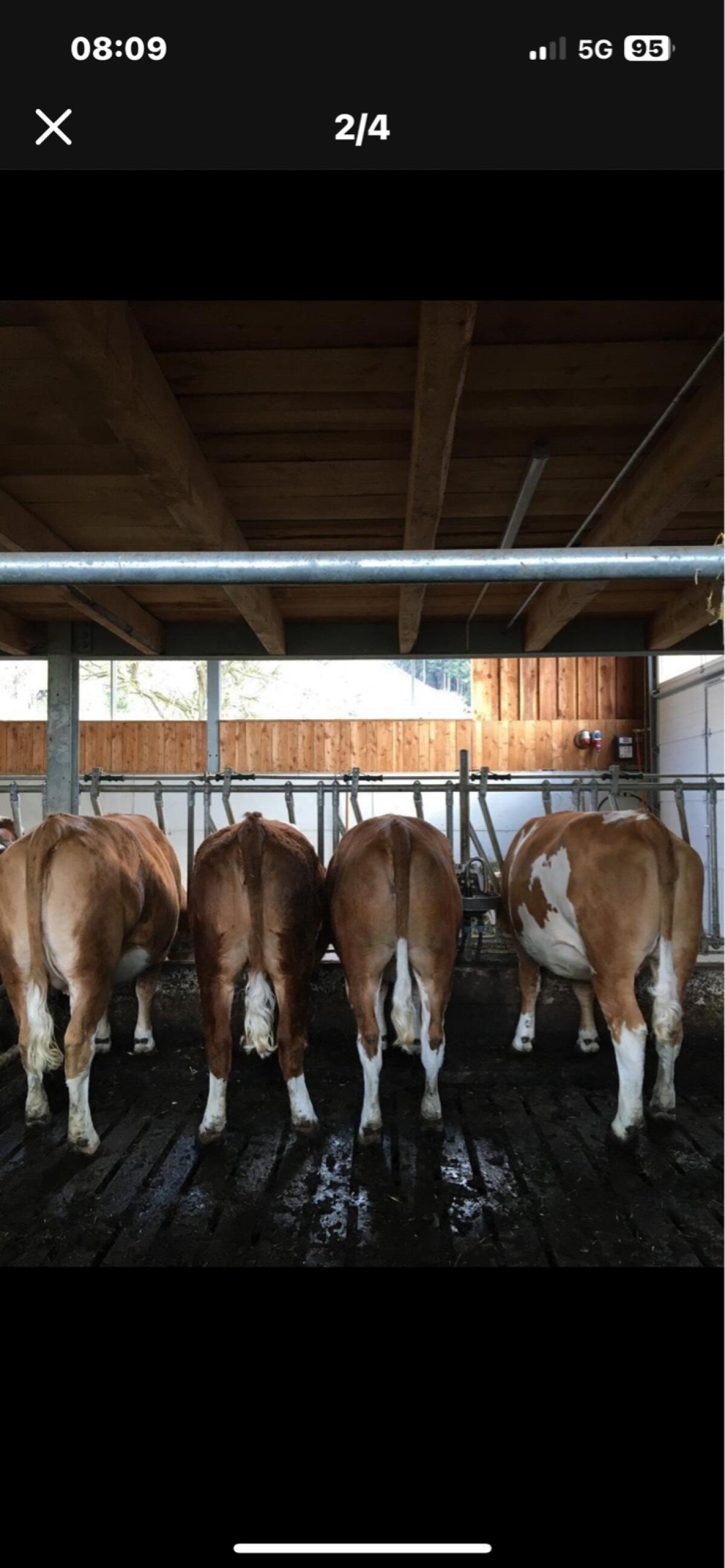 Trächtige Fleckvieh-Kalbinnen zu verkaufen 2