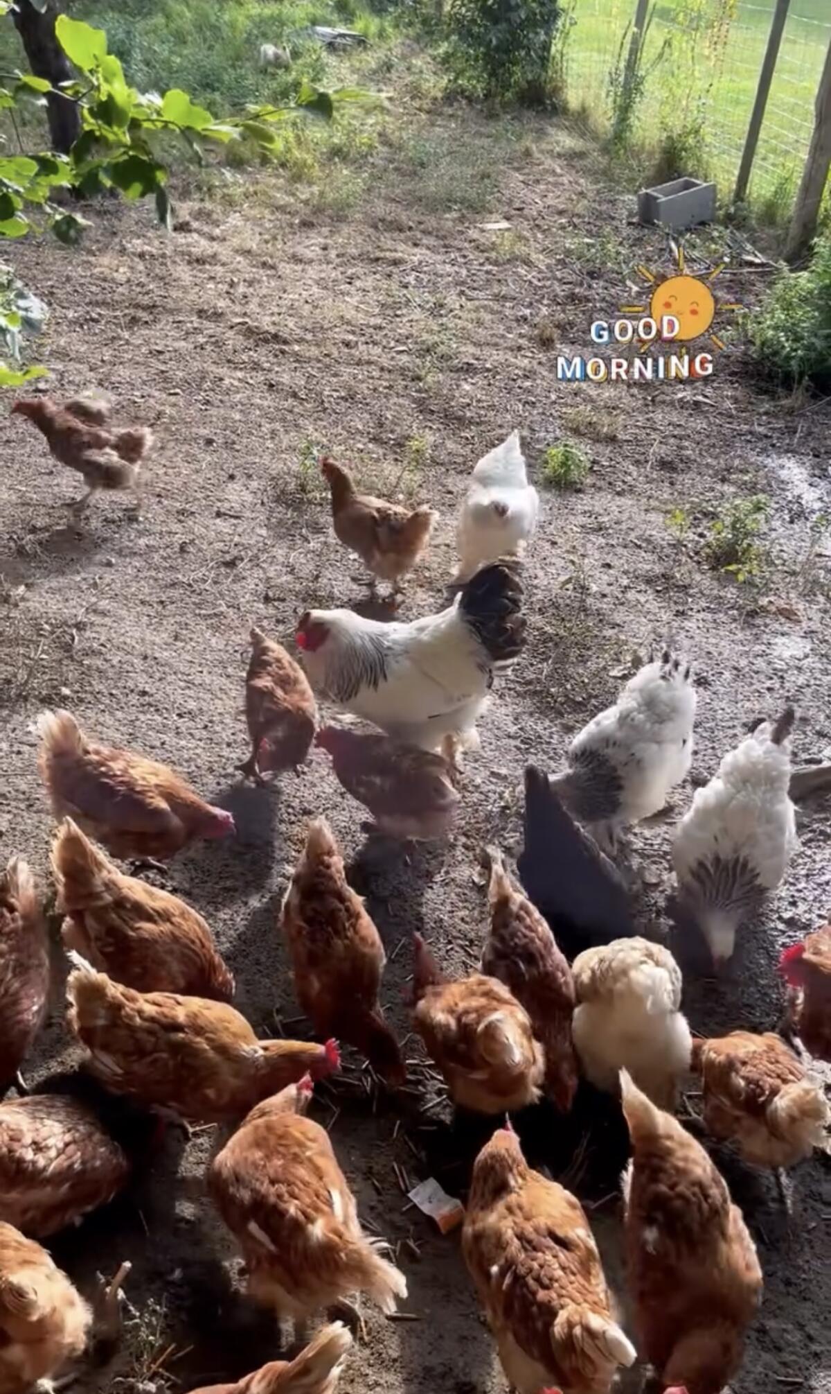 Brahma und Grünleger zu verschenken 1