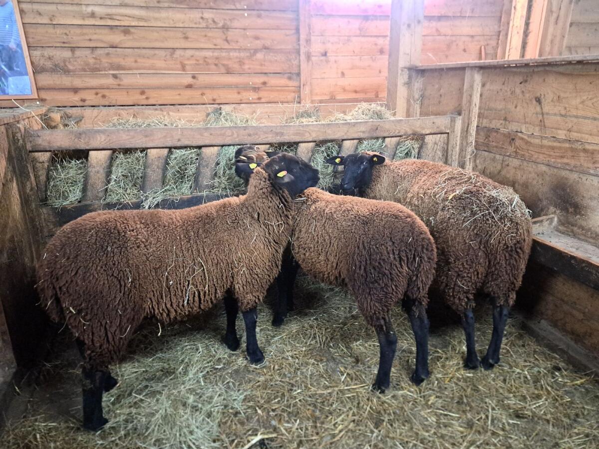 Jurazuchtlämmer weiblich 1