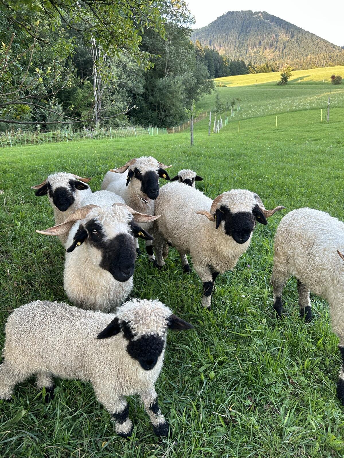 Walliser Schwarznasen Auen 3