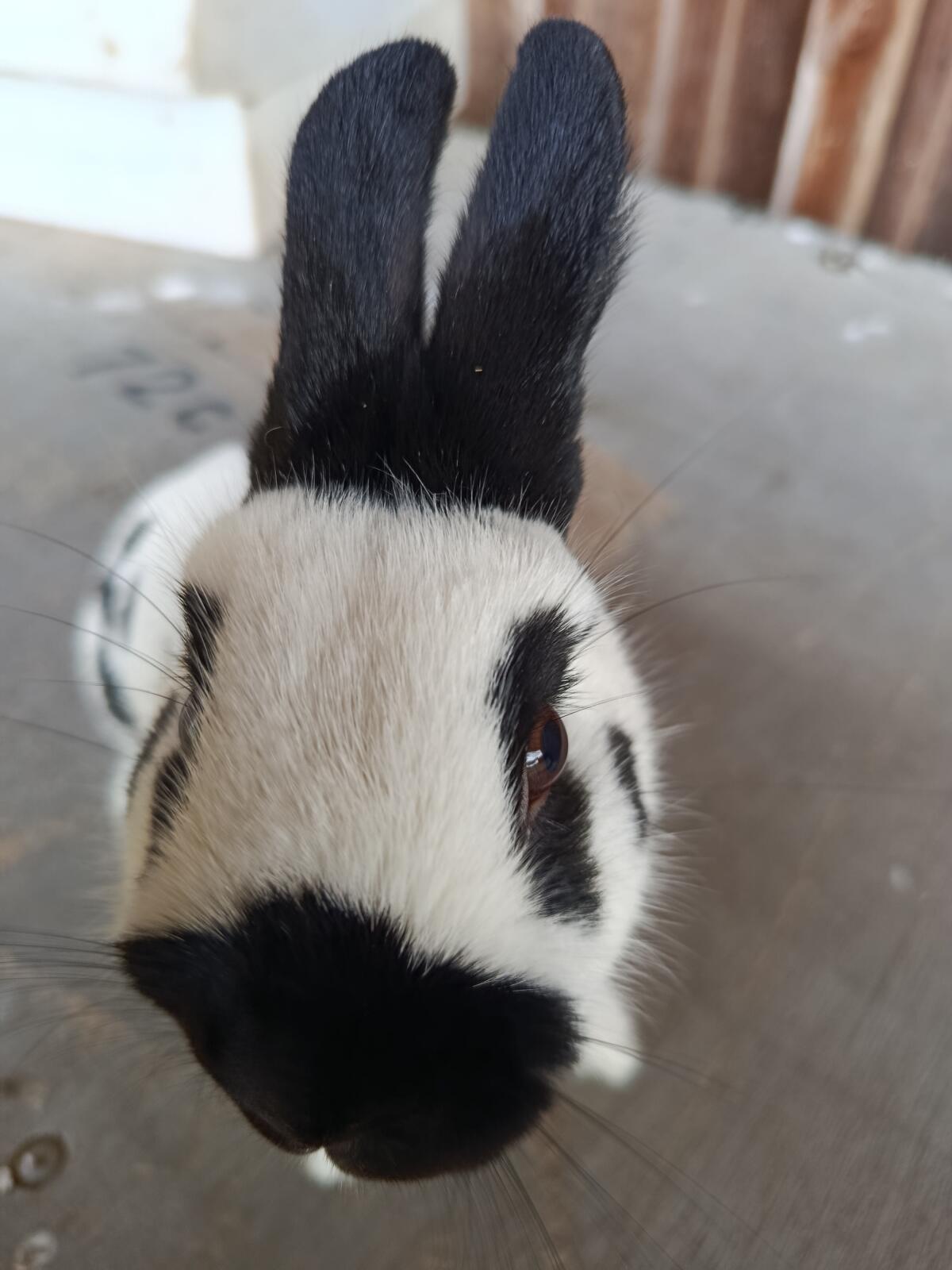 Zwerghasen Zwergkaninchen Zwergschecken 2