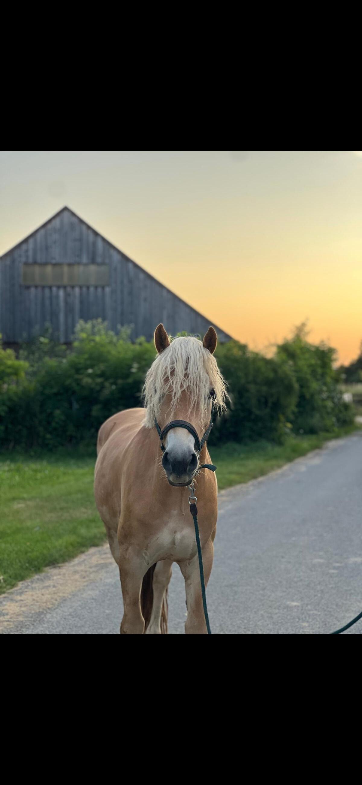 Bildschöner Haflingerwallach mit Talent 1