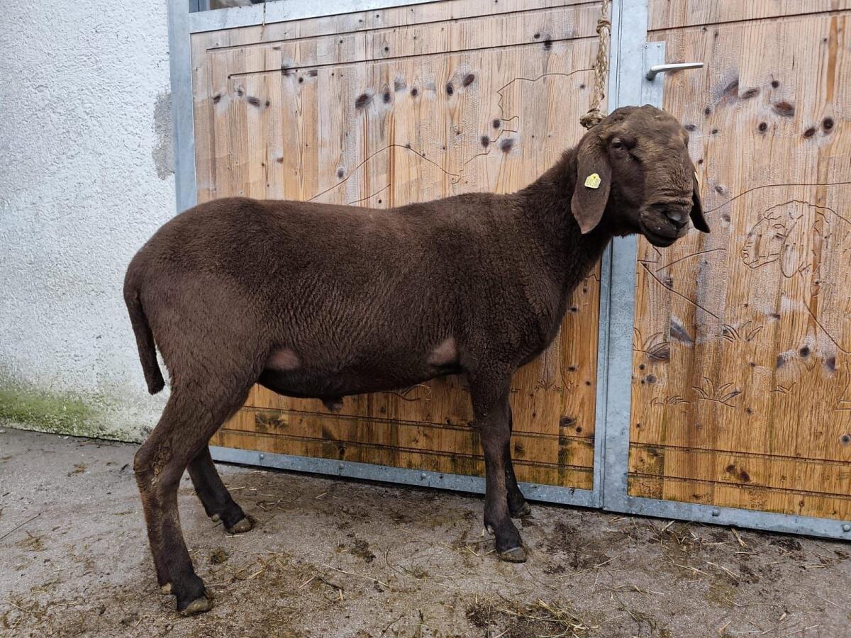 1b HB Widder Braunes Bergschaf 1