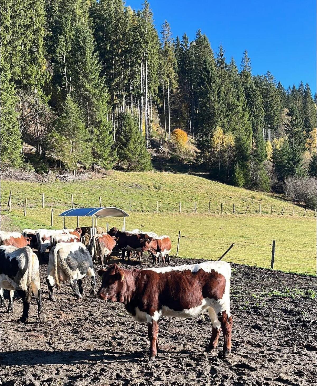 Original BIO Pinzgauer Kalbin 3