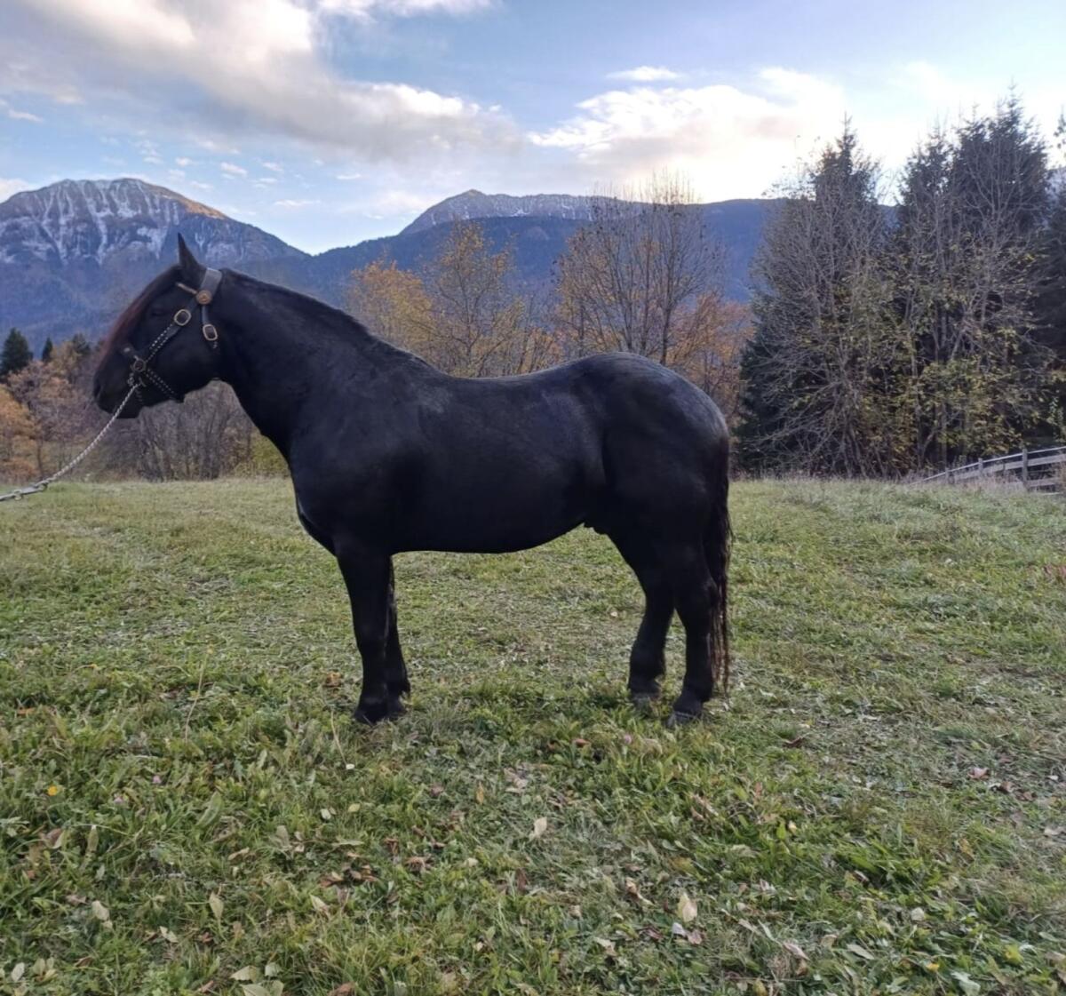 Noriker Deckhengst 3