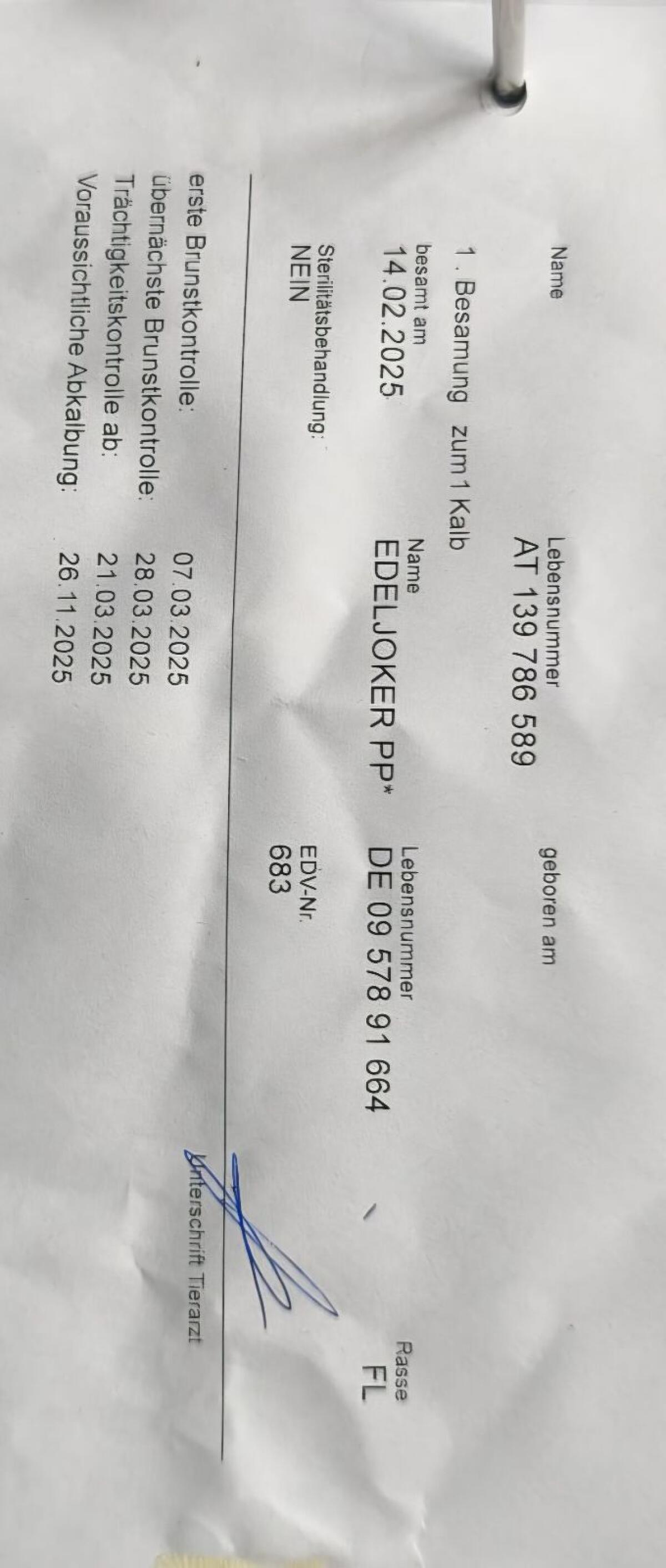 Hochträchtige FV-Zuchtkalbin 3