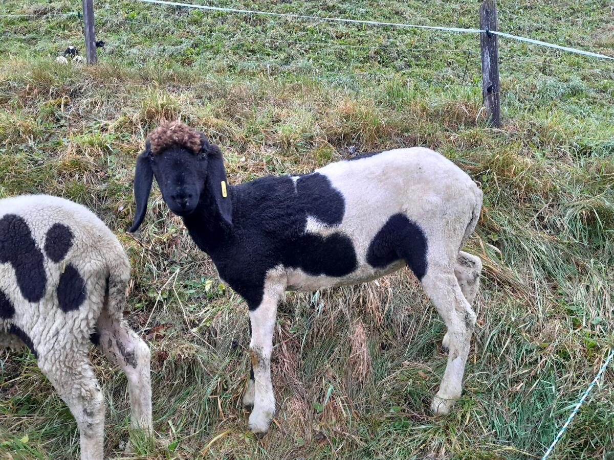 Tscheggnkilber rein 1