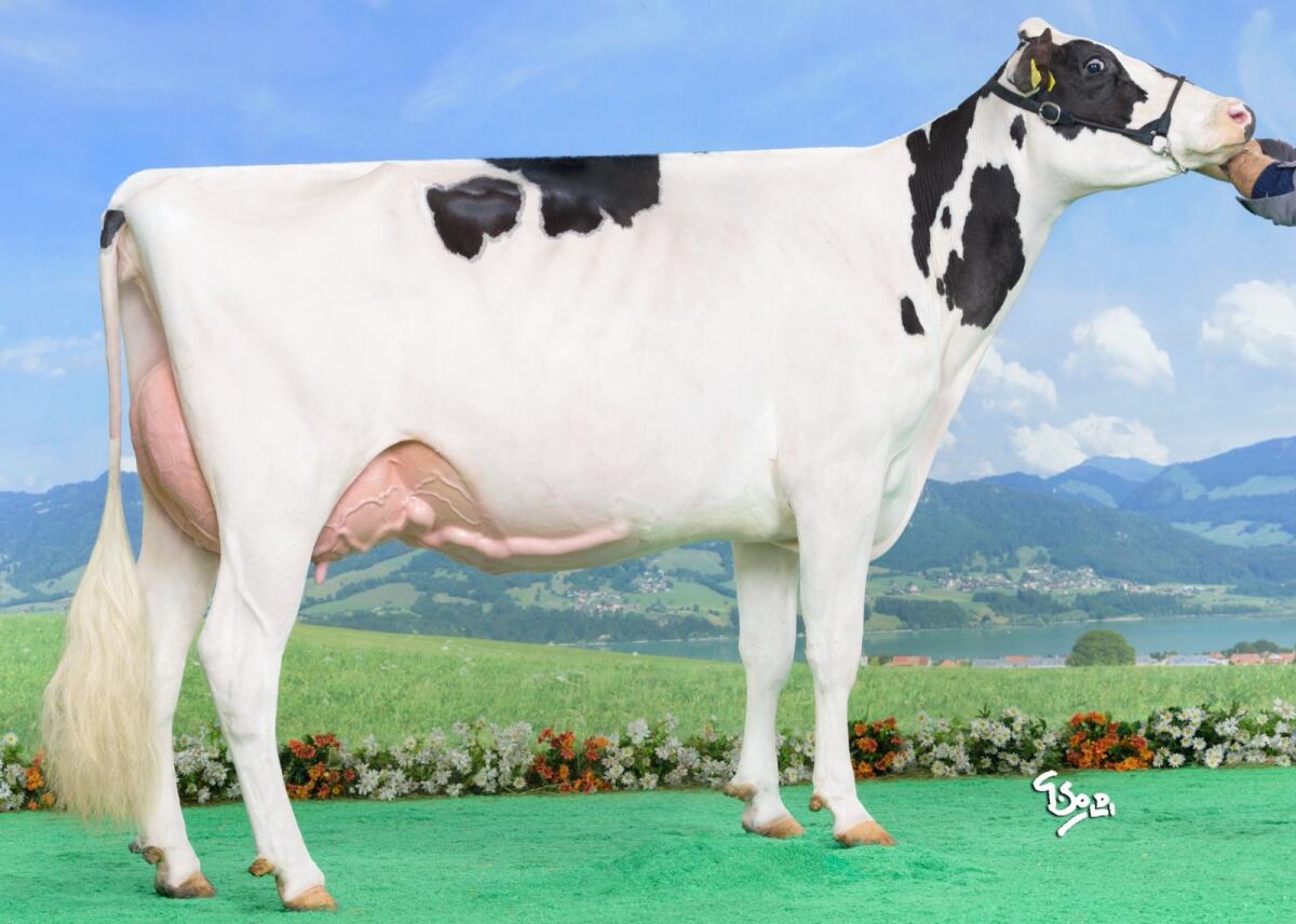 HF Stier zu verkaufen 2