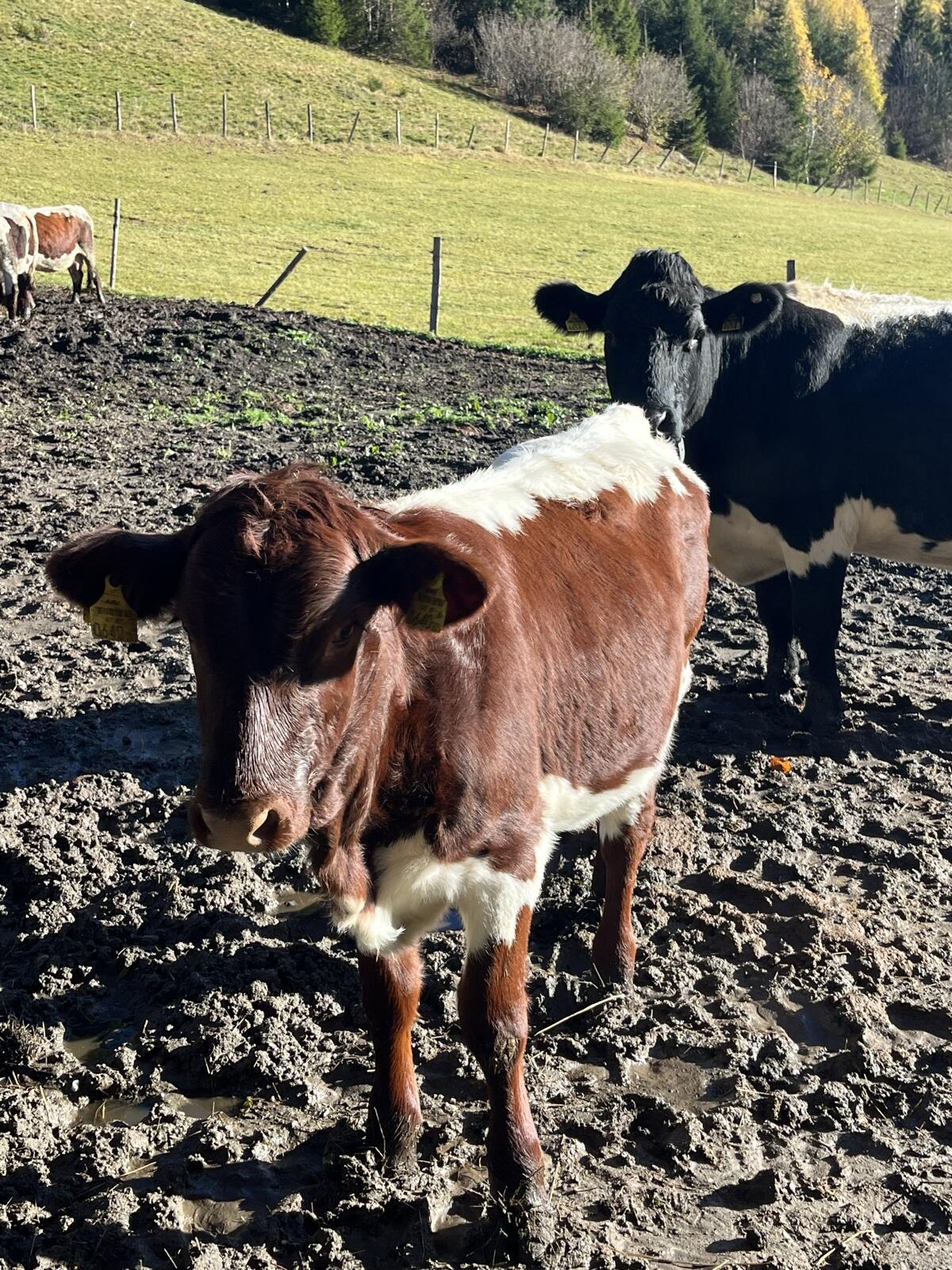 Original BIO Pinzgauer Kalbin 2