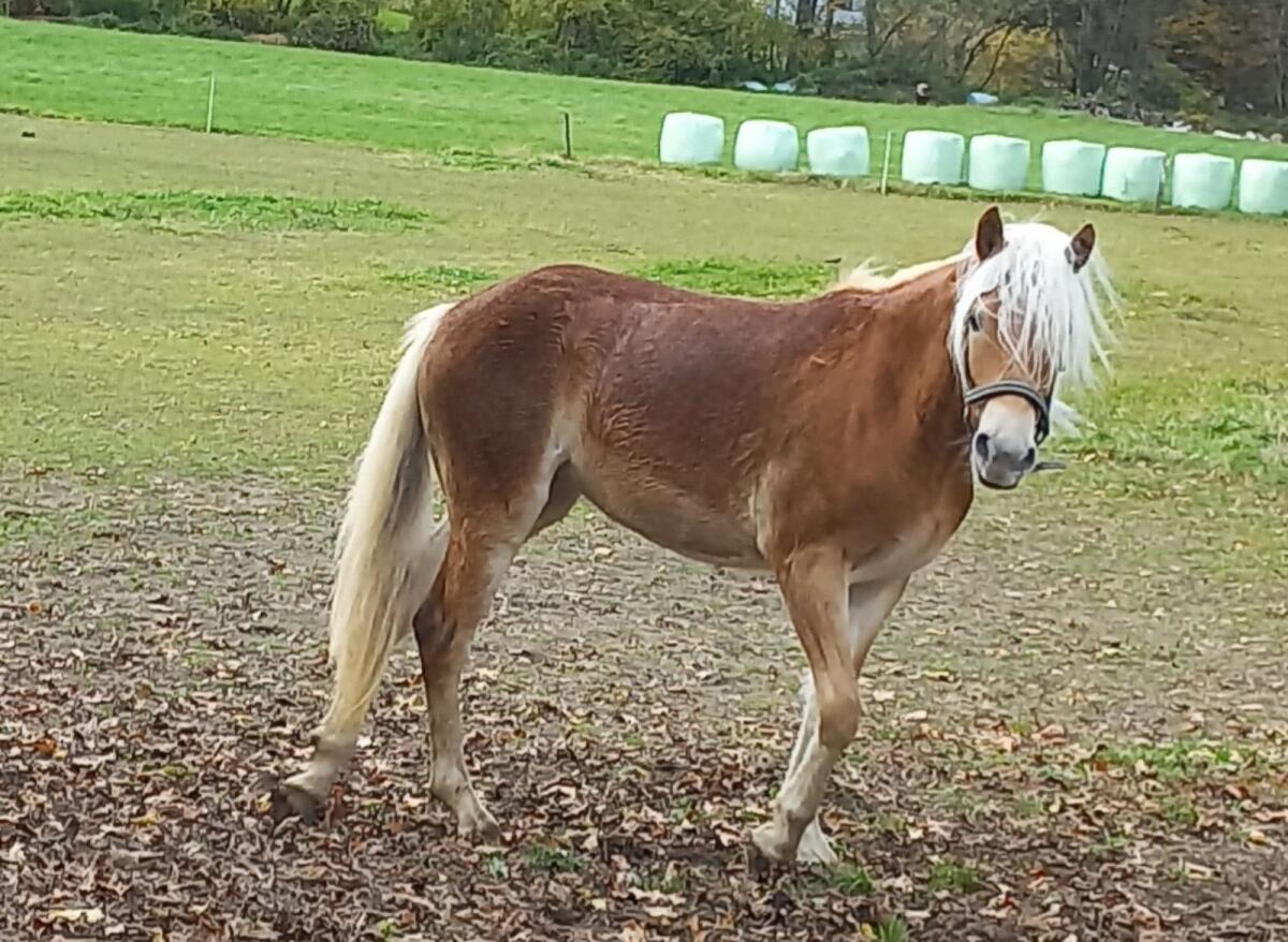Haflinger Stute, eineinhalb Jahre alt 2