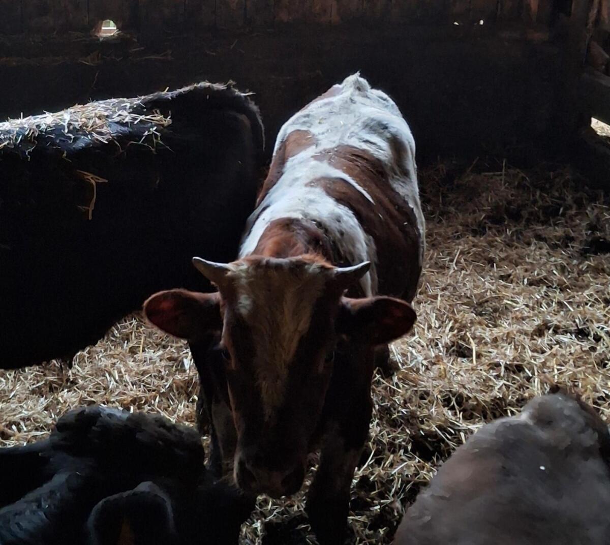 Fleckvieh Stier 2
